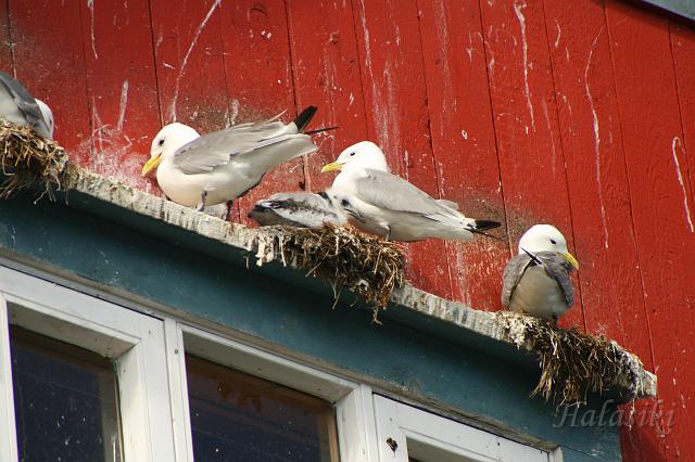 Norwegia (872).JPG - Lofoty - wyspa Moskenes (A)